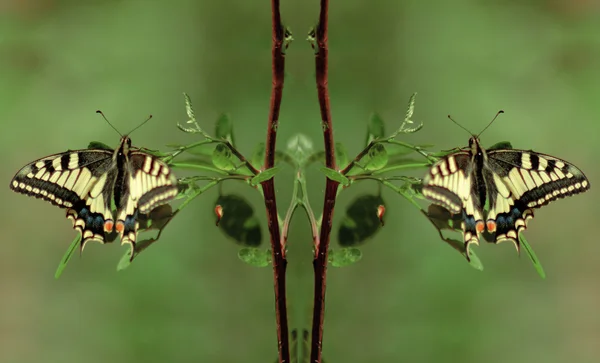 Mariposa oriental tigre swallowtail — Foto de Stock
