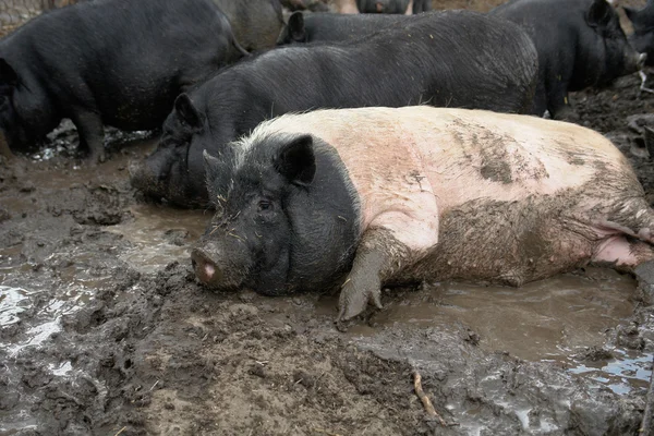 Μεγάλο γουρούνι — Φωτογραφία Αρχείου