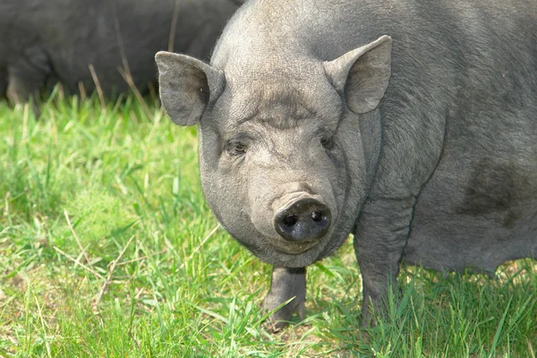 Porco grande — Fotografia de Stock