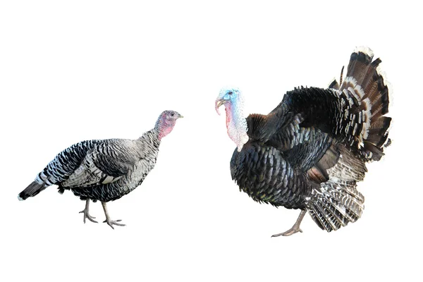 Polla de Turquía — Foto de Stock