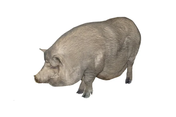 Cerdo, sobre un fondo blanco —  Fotos de Stock