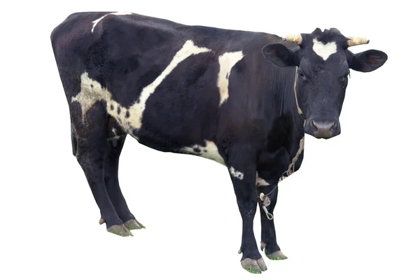 Beyaz bir arka plan üzerine inek — Stok fotoğraf