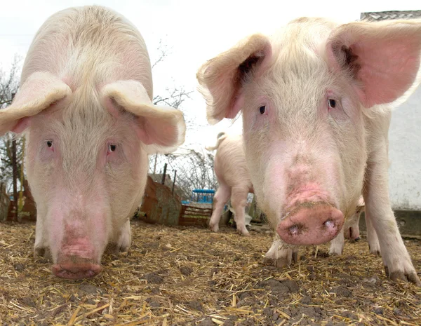 Bir çiftlikte domuz — Stok fotoğraf