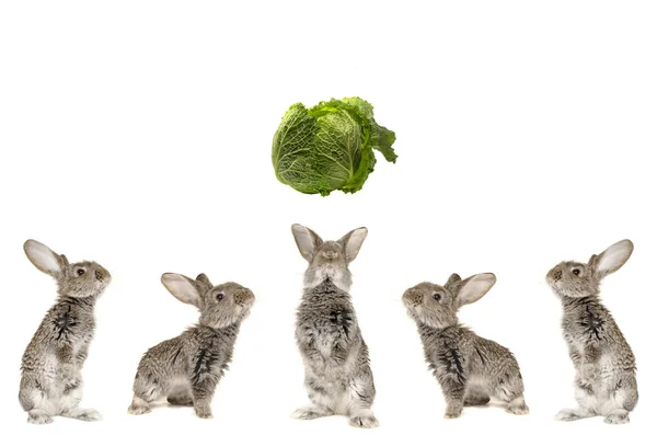 Fünf graue Kaninchen — Stockfoto
