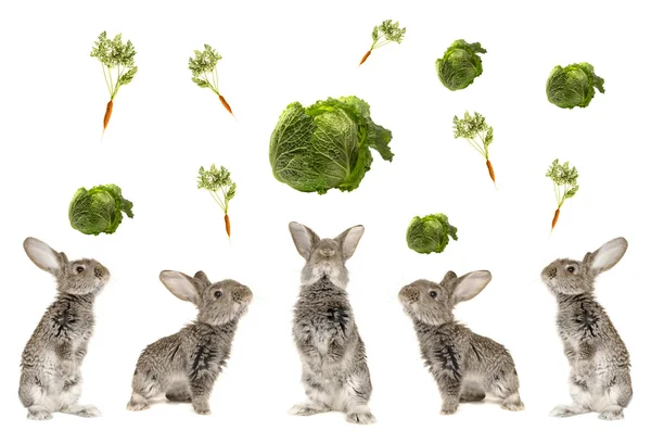 Cinque conigli grigi — Foto Stock