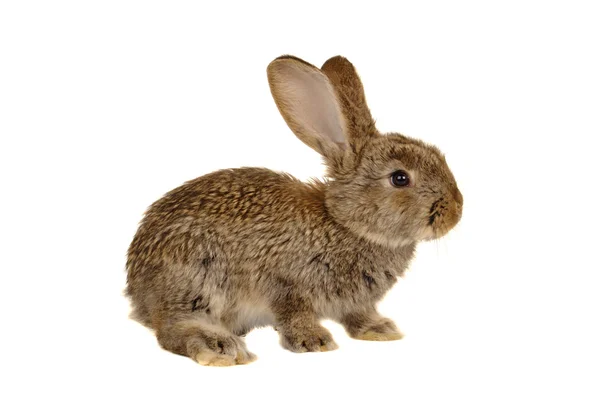 Gri tavşan — Stok fotoğraf