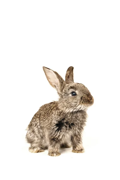 Grey rabbit — Stock Photo, Image