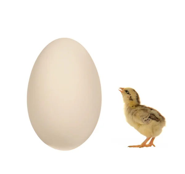 Egg goose on a white background — Stock Photo, Image