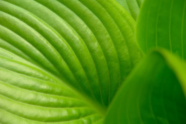 Grünes Blatt einer Blume — Stockfoto