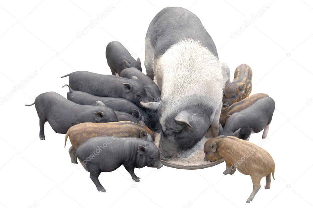 Pigs, on a white background