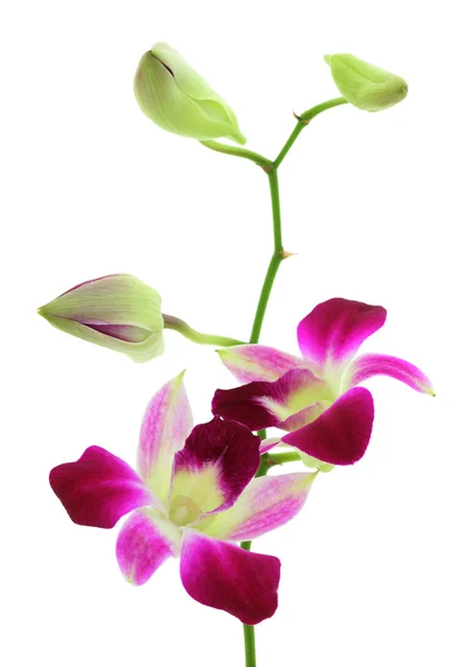 Orchidee weiß — Stockfoto