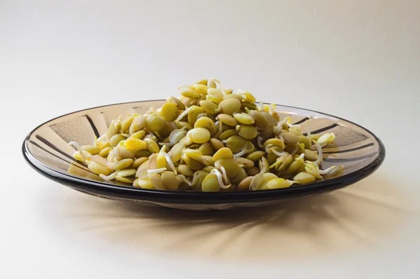 Lentil sprouts — Stock Photo, Image