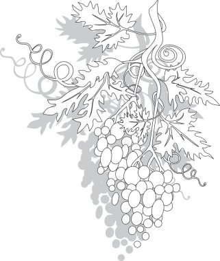 Grapes clipart