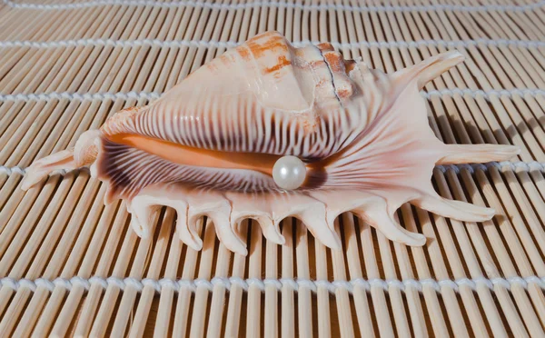 Κέλυφος μαργαριτάρι και θάλασσα — Φωτογραφία Αρχείου