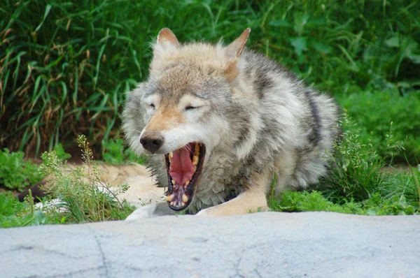Волк из Московского зоопарка Лицензионные Стоковые Изображения