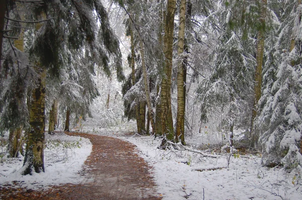 stock image Winter wood