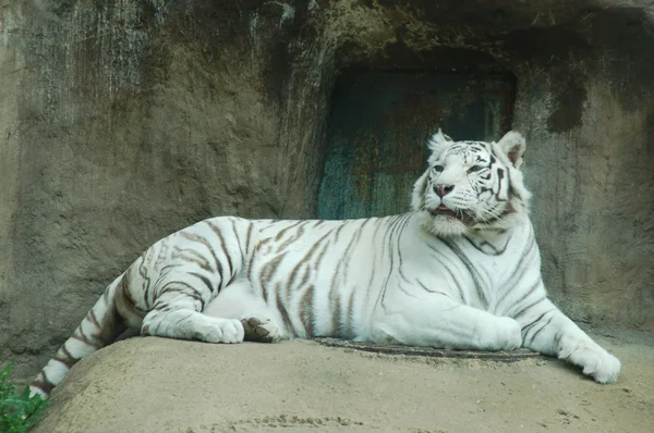 Бенгальский белый тигр Стоковое Изображение