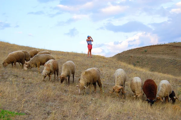 Pastýř stádo — Stock fotografie