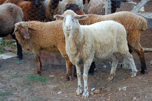 Ovelha e carneiro de rebanho — Fotografia de Stock