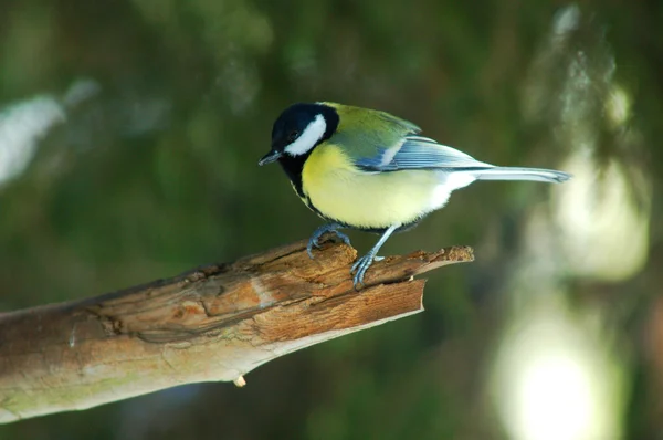 Titmouse on a tree knot