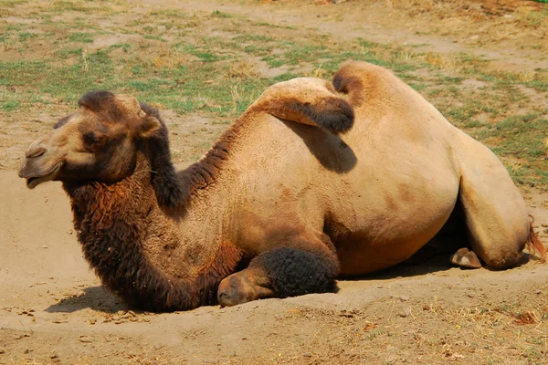 stock image Lying camel