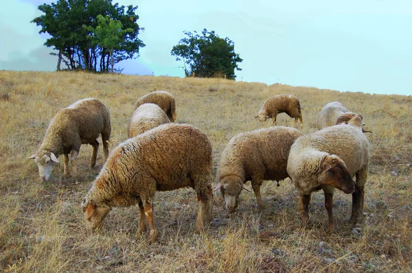 Stádo ovcí — Stock fotografie
