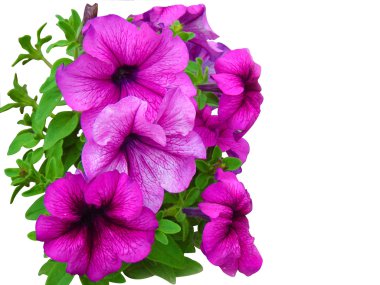 Petunia clipart