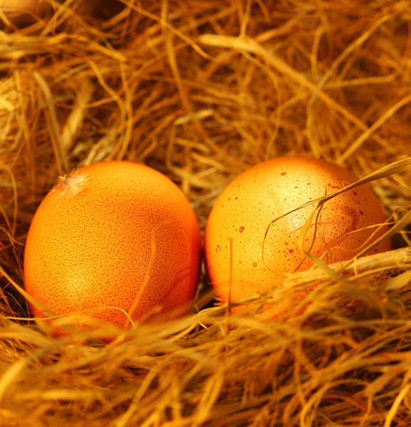2 つの黄金の卵 — ストック写真