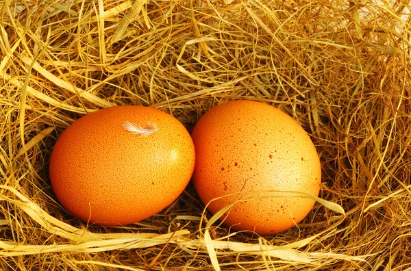 Deux œufs d'or — Photo