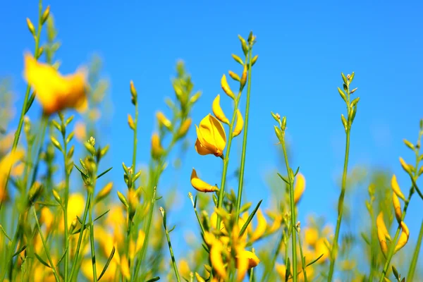 Wildflowers meadow — Stok fotoğraf