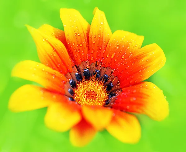 Flor húmeda fresca — Foto de Stock