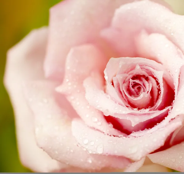 Φρέσκα ροζ τριαντάφυλλο — Φωτογραφία Αρχείου