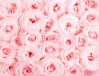 Pink roses background clipart