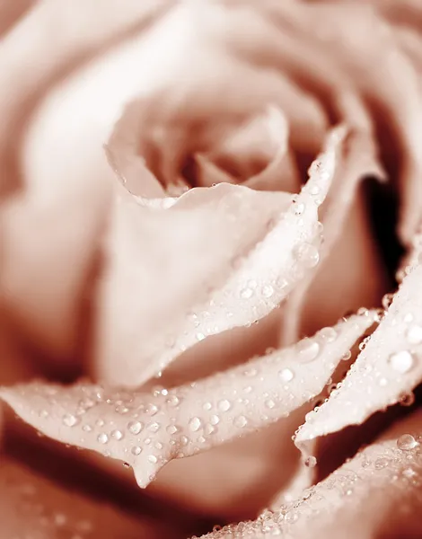Frische rosa Rose — Stockfoto
