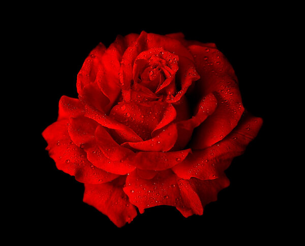 Fresh red rose with dew isolated over white background