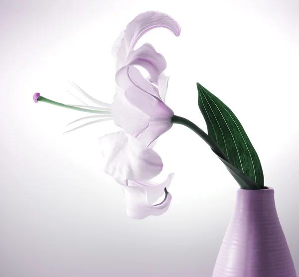 Schöne violette Lilie — Stockfoto