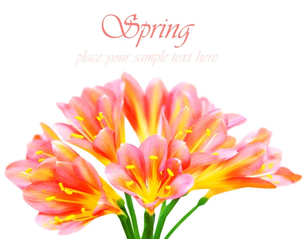 Fresh spring crocus flower — Stock Photo, Image