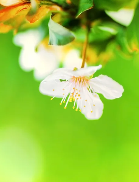 Flor de amendoeira — Fotografia de Stock
