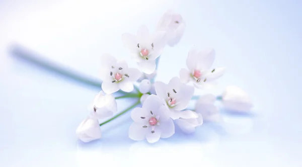 Flores frescas da primavera — Fotografia de Stock