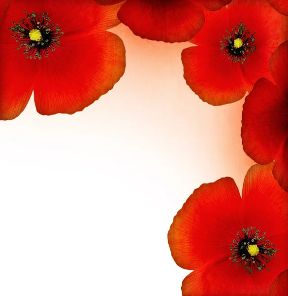Red poppy border — Stock Photo, Image