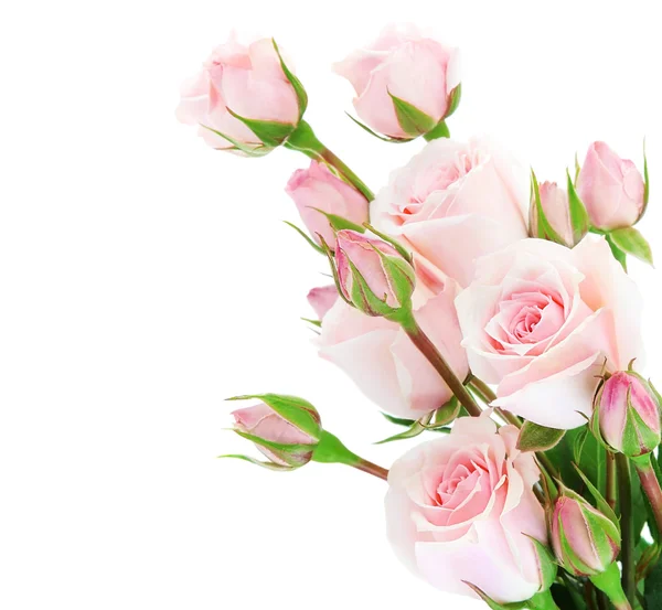 新鮮なバラの罫線 — ストック写真