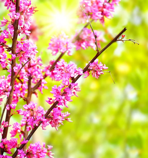 Kwitnące drzewa — Zdjęcie stockowe