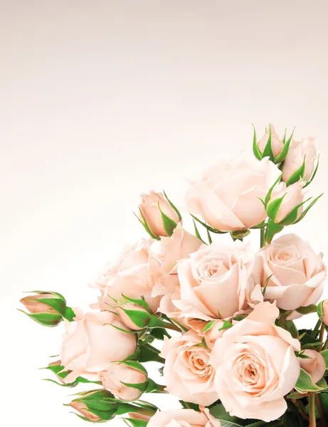 Świeże róże granicy — Zdjęcie stockowe