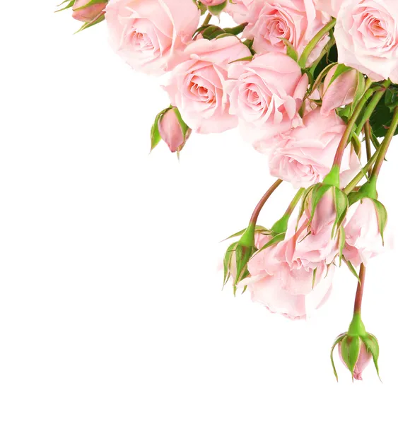 Bordure de roses fraîches — Photo