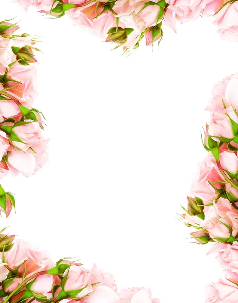 Verse rozen frame — Stockfoto