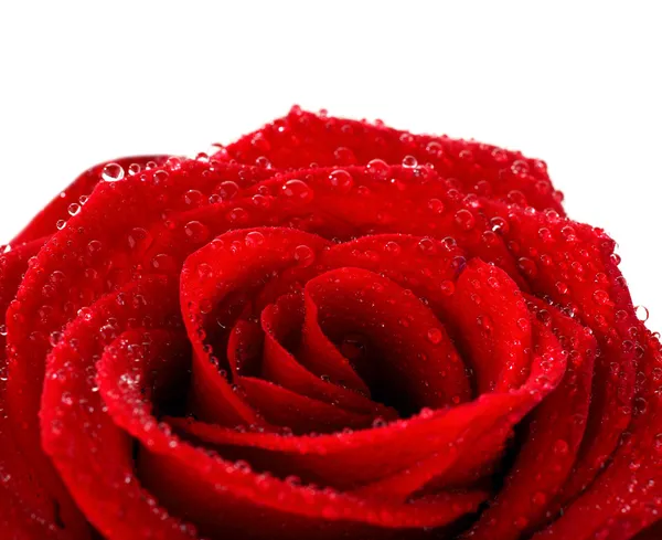 Rode natte rose — Stockfoto