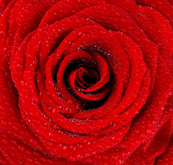 Czerwone mokre róża tło — Zdjęcie stockowe