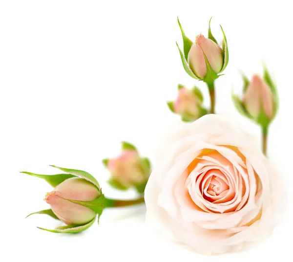 Čerstvé růže hranice — Stock fotografie