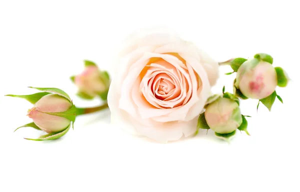 Čerstvé růže — Stock fotografie