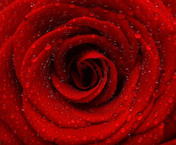 Червоний мокрий фон троянди — стокове фото
